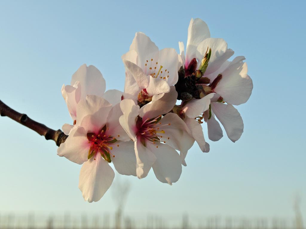 Hofgarten Rosa Ilbesheim bei Landau in der Pfalz Esterno foto